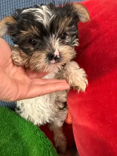 baby Morkie, View more