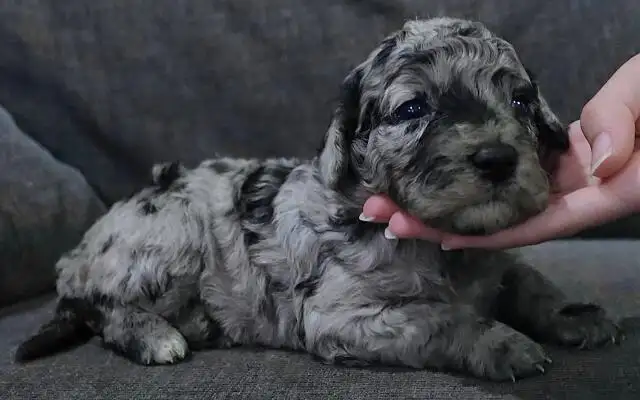 Mini bernedoodle and mini aussie bernedoodle puppies in Dogs & Puppies for Rehoming in Mississauga / Peel Region - Image 4