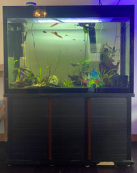 Aquarium 120 gallons