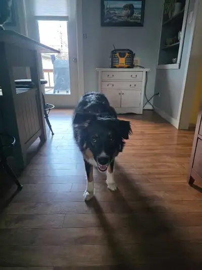 Rehoming female Australian  sheppard.  , View more