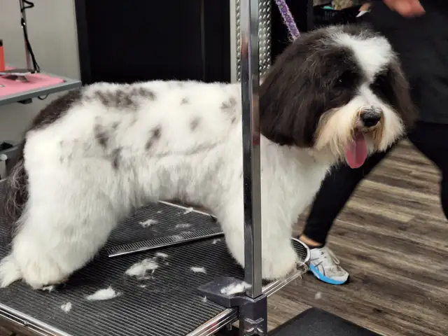 Professional Dog Grooming...Special treatment at SPRINGFIELD K.584651887996446722