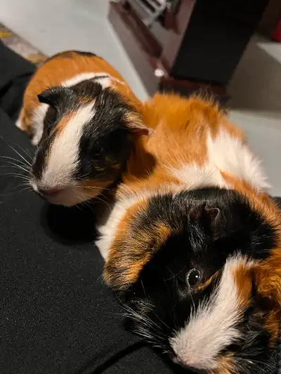 Two beautiful Guinea Pigs in need of a loving home. I absolutely love these creatures but unfortunat...