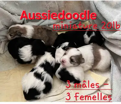 aussidoodle muniature, View more