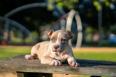 American bulldog puppies, View more