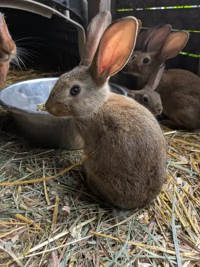 My Belgian Hare had 11. Yes 11 ‼️ kits. Dad is a Flemish giant. With mom's length of body and Dad's...