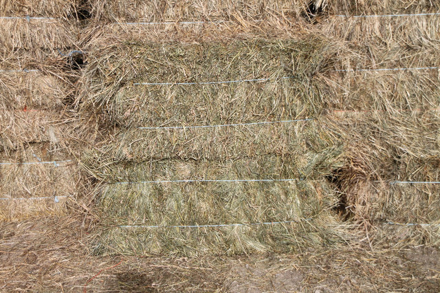 SMALL SQUARE BALES HAY FOR SALE in Livestock in Winnipeg - Image 2