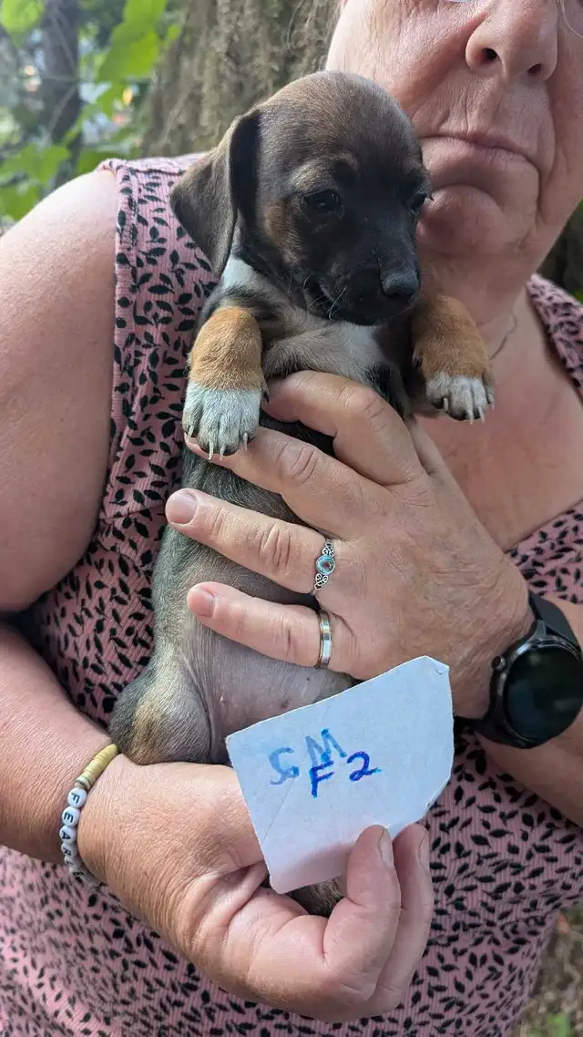 Mini Dachshund puppies in Dogs & Puppies for Rehoming in Winnipeg - Image 4