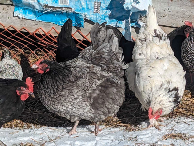 Fancy chickens for backyard and pet in Livestock in Kawartha Lakes
