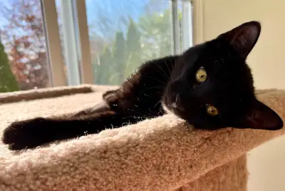 Pikachu needs a home. Neutered, vaxxed, microchipped, View more