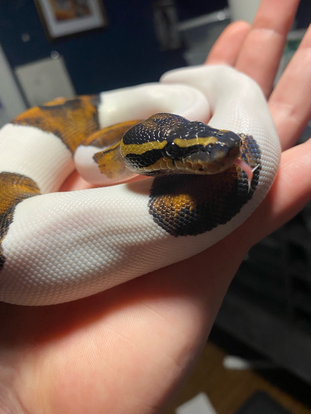 Pied Ball Python in Reptiles & Amphibians for Rehoming in Leamington