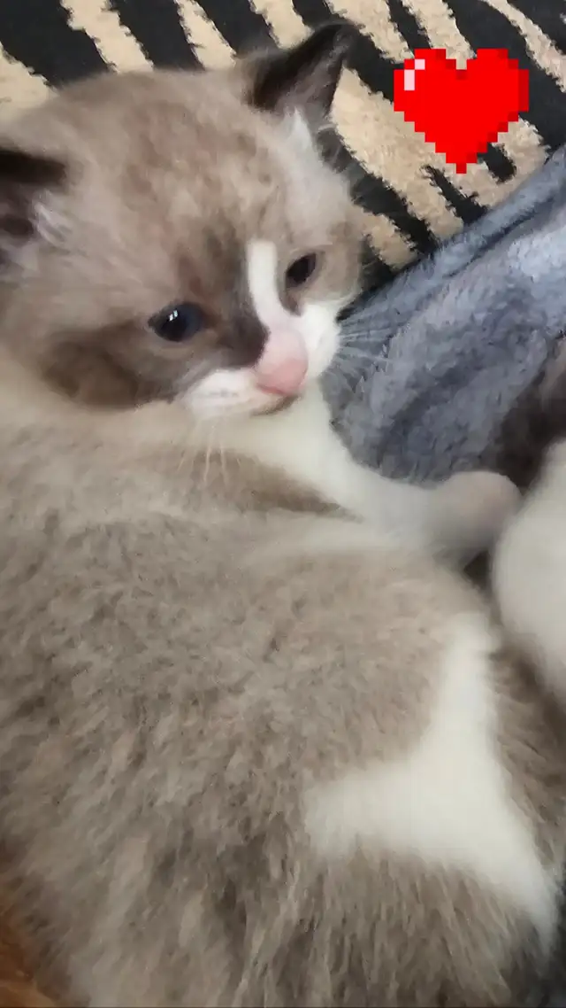 RAGDOLL KITTEN