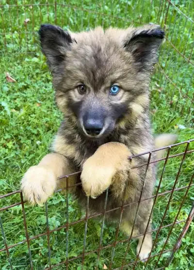 Like Huskies? Shepherds? Wolves? Love Pseudo Lobos!, View more