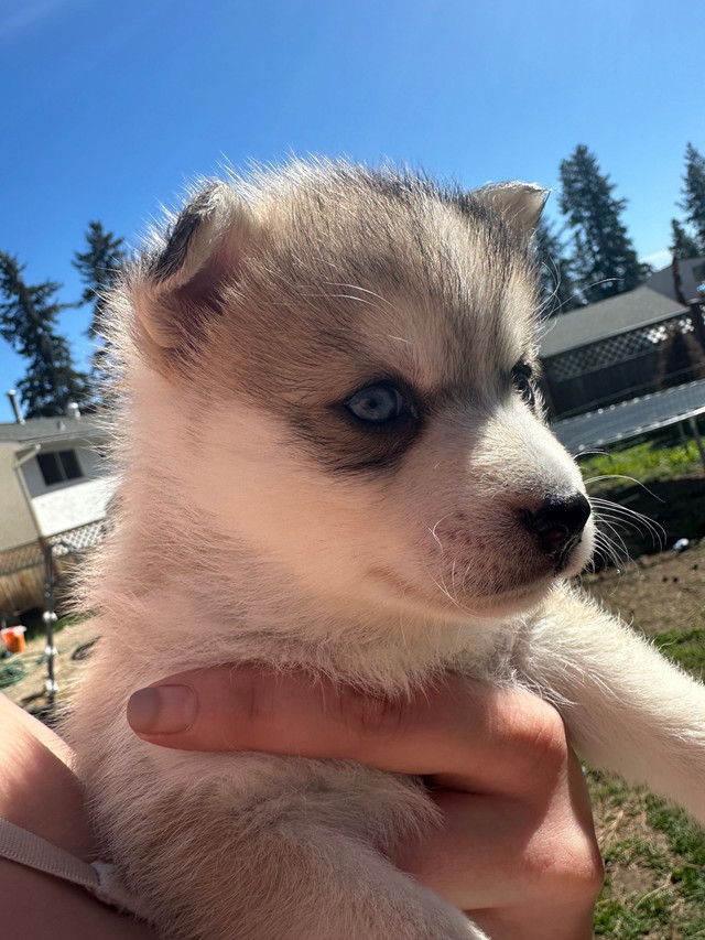F2 Mini Pomsky Puppies  in Dogs & Puppies for Rehoming in Kelowna - Image 3