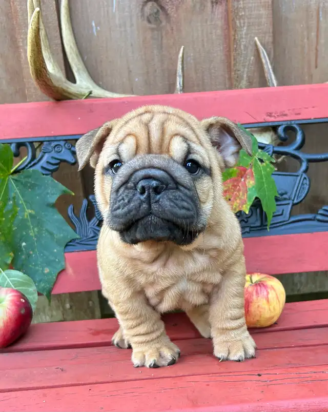 ⭐️BULLDOG ANGLAIS⭐️ in Dogs & Puppies for Rehoming in Québec City - Image 6