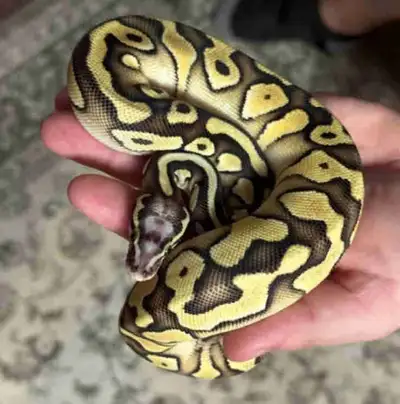 1 year old female pastel python , View more