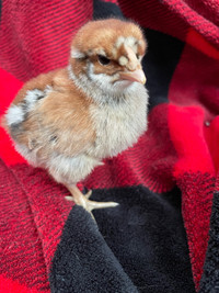 Rare  Deathlayer Westfälischer Totleger chicks 