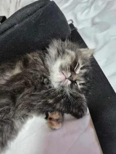 British longhair kittens, View more
