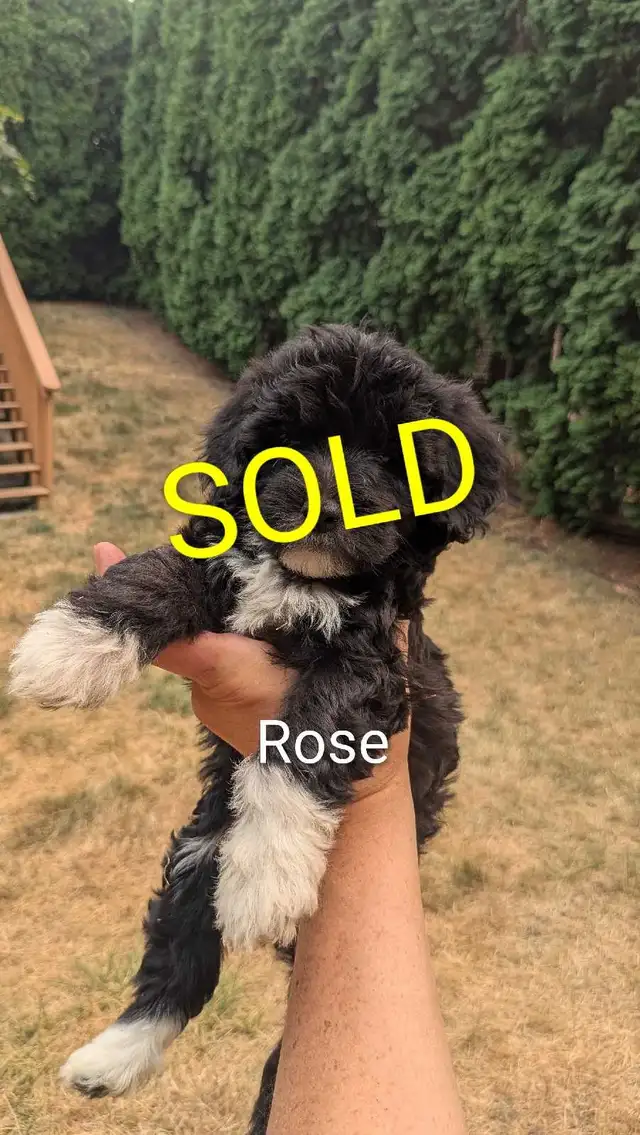 Mini Sheepadoodle Puppies in Dogs & Puppies for Rehoming in Vernon - Image 7