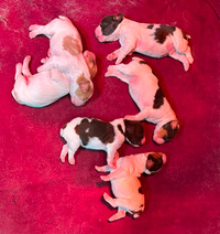 Purebred Brittany Spaniel Puppies For Sale
