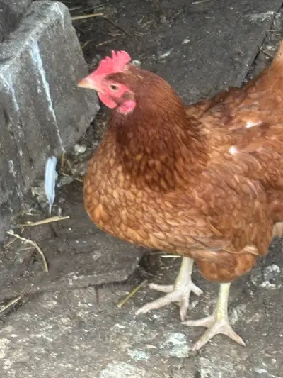 This healthy and active Rhode Island Red chicken is ready to join a new flock and is a mature, egg-l...