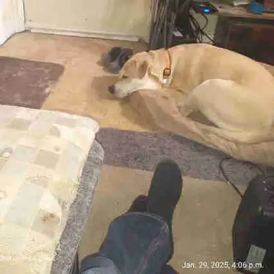 Supposing you want some Awesome puppies! After her heat, Sadly, Luna can not stay here. Comes with P...