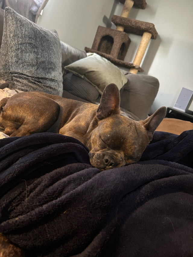 7 month old Frenchton in Dogs & Puppies for Rehoming in Saskatoon - Image 4