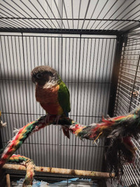 High red yellow sided green cheek conure 