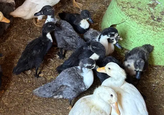 CALL DUCKS 3-4 Months old in Livestock in Owen Sound - Image 3