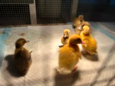 Ducklings for sale, View more