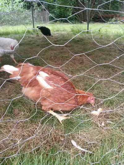Hens Chickens (female) for sale Ready to lay any day now SOLD Red Sex Link (red-brown feathers, brow...