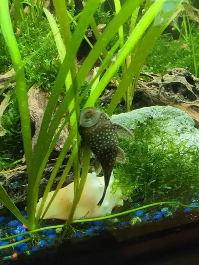 bristlenose Pleco, View more