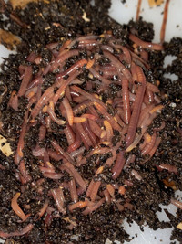 Compost Worms Vermicomposter red wigglers Vermicompost