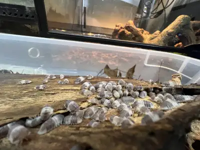 Cubaris Panda King , View more