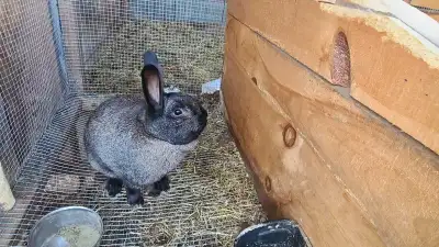 male flemish giant rabbit, View more
