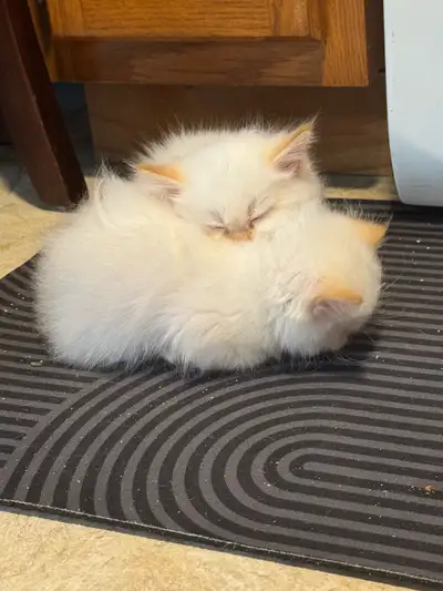 Twin  Himalayan Flame Kittens, View more