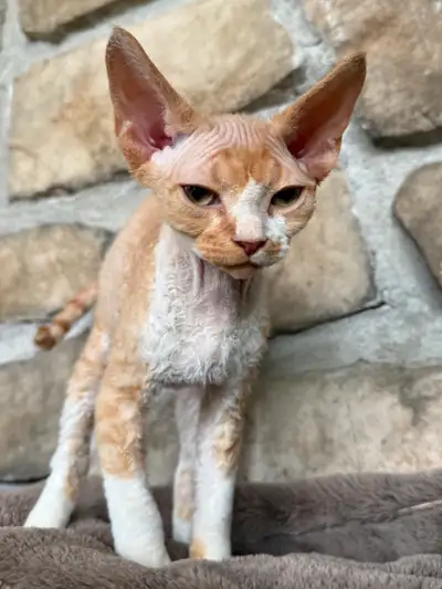 Devon rex  pure race enregistré TICA, View more