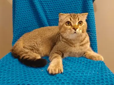 High quality Scottish fold male kitten black chinchilla color , View more
