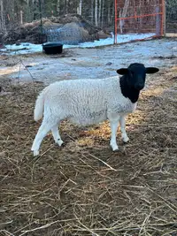 Sheep-Dorper ram lamb, ewe lambs and yearlings
