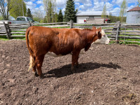 Purebred Hereford Heifers for sale 