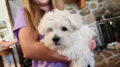 bichon mix, View more