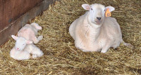 Bottle lambs