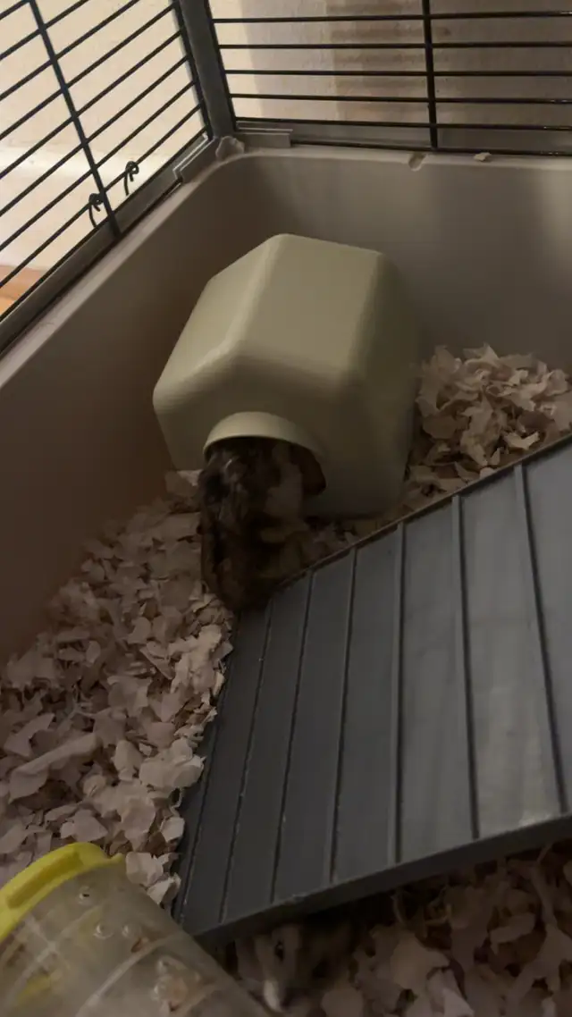 À donner hamster nain in Small Animals for Rehoming in City of Montréal - Image 7