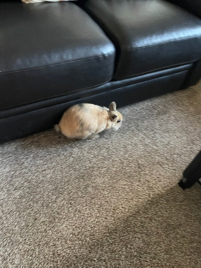 Dwarf/lion head cross bunny with hutch and cage Small Animals for