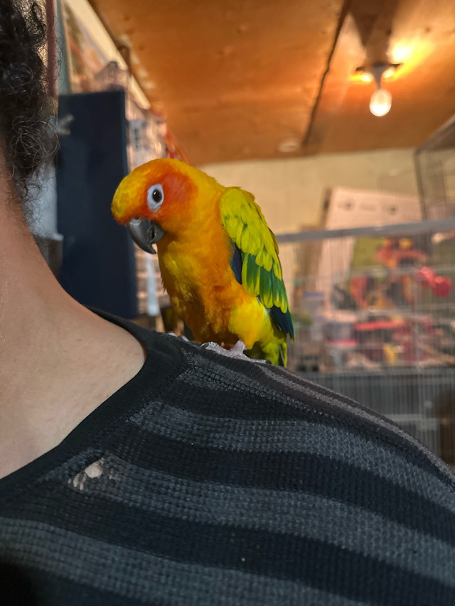 Sun Conure in Birds for Rehoming in Kitchener / Waterloo - Image 3