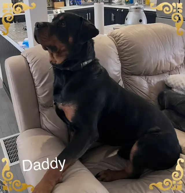 Rottweiler puppies | Dogs & Puppies for Rehoming | Ottawa | Free local ...