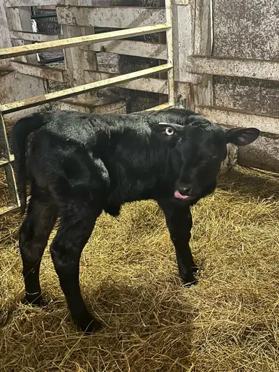 calves for sale, View more