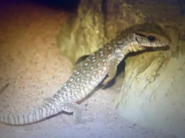 COOL NILE, MANGROVE AND SAVANNAH MONITORS in Reptiles & Amphibians for Rehoming in North Bay - Image 7