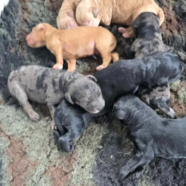 Guardian Program Applications Are OPEN! in Dogs & Puppies for Rehoming in Oakville / Halton Region - Image 8