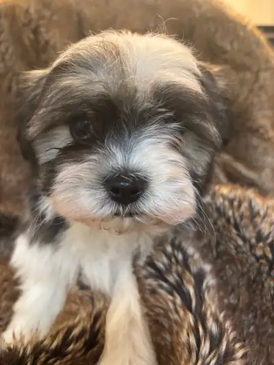 Shih/tzu Maltese Cross  Puppies, View more