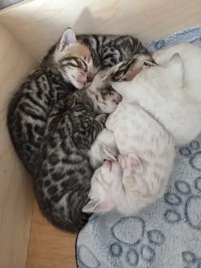 MAGNIFIQUES CHATONS BENGAL, View more